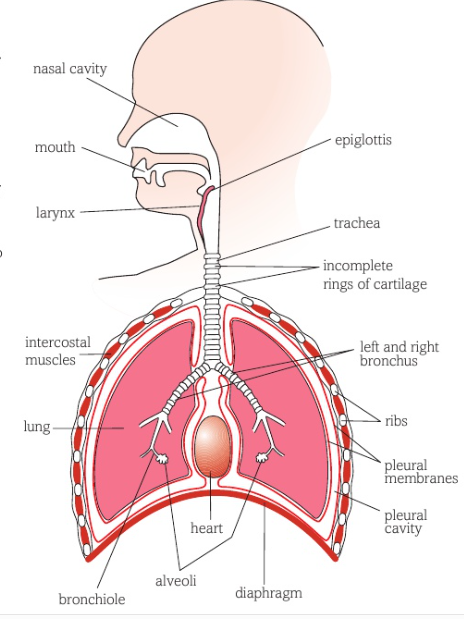 Diagram of mammalian gas exchange