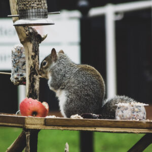 A grey Squirrel munching on a fat ball and some apple!