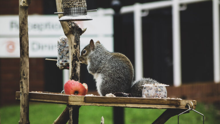 A grey Squirrel munching on a fat ball and some apple!