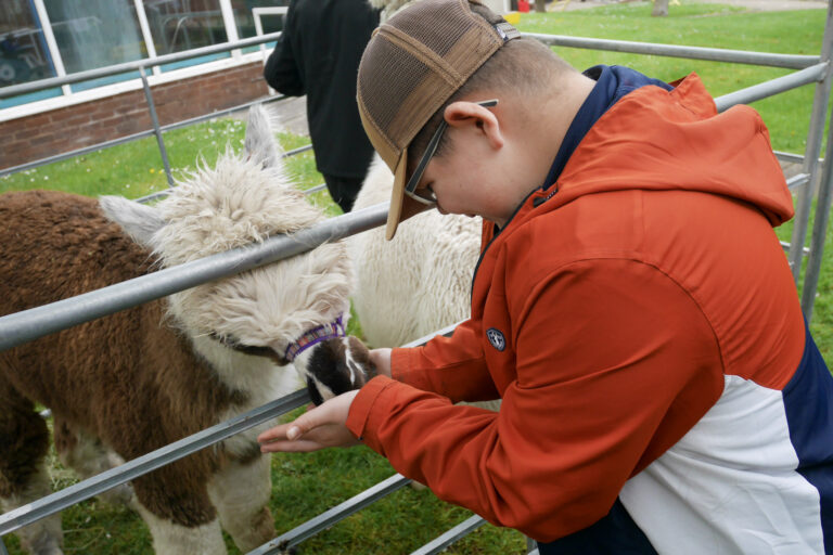 A boy is feeding one of the Alpacas