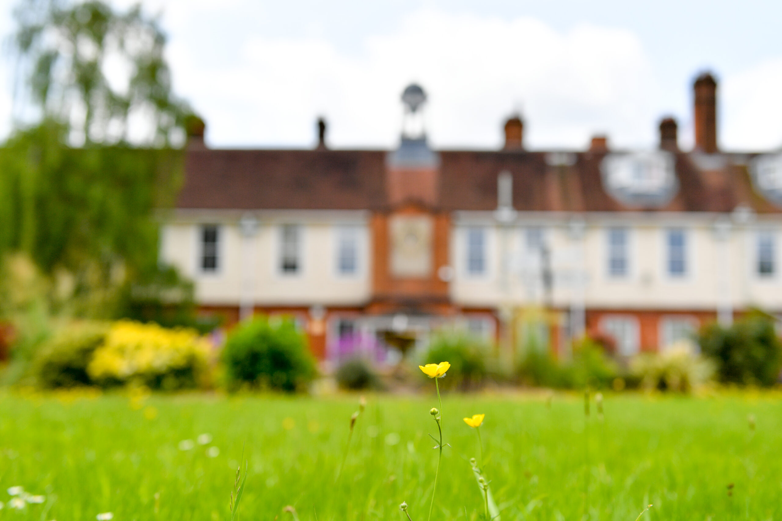 image of the school with the focus being on a buttercup in the lawn