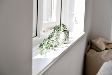 phot of a plant on window sill